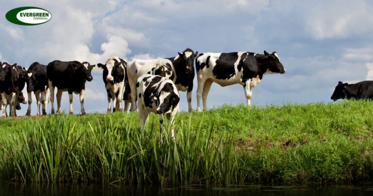 Feed Additives for Cattle