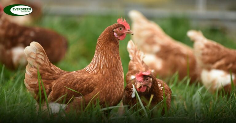 Feed Additives for Poultry